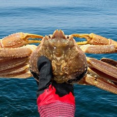 러시아산 자숙 대게 탱탱하고 꽉찬 속살 러시아 박달대게, 1박스, 러시아 자숙대게 A급 / 3kg (2-3미)
