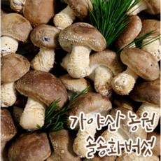 경남합천 가야산농원 국산 산지직송 솔송화버섯 송고버섯 알뜰형 파지 1kg, 1개