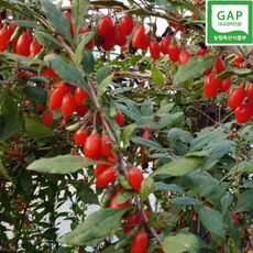 청양칠갑농장 구기자 GAP인증, 1개, 분말구증구포 선물세트 (택배비 무료)