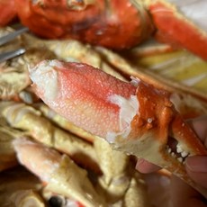 자숙수산물 수입대게 러시아대게시세 1kg 수율좋은 자숙 대게찜 홈파티, (자숙) 러시아대게 B급 / 3kg