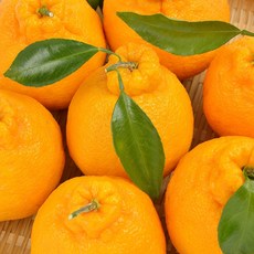 [오늘특가] 고당도 제주 한라봉, 1개, 10kg 혼합과 (강력추천)