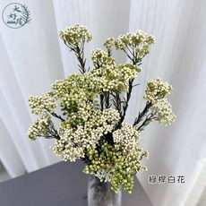 大好屋 DAISUKIYA 米香花，居家佈置花瓶插花拍攝背景, 米香花【綠桿白花】大束