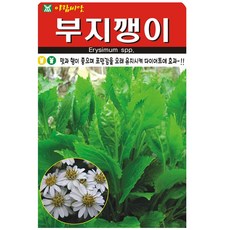 아람씨앗 부지깽이 씨앗, 1개