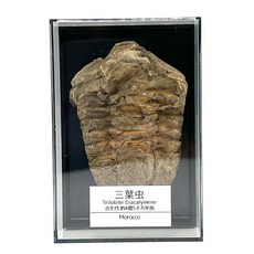 쓰쿠시 과학 삼엽충 화석 공룡 진짜 고생대 모로코산 4-5cm 케이스 포함, 1개