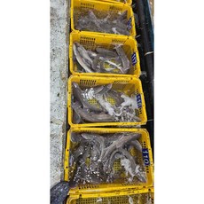 완도 상어회 2kg 3kg 죽상어 참상어회 돔베기 숙성회, 2kg(2-3인)