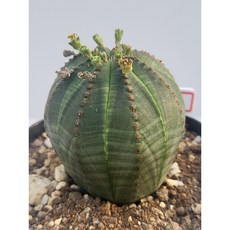 [가람다육] 오베사 실생, 1개, 오베사157