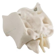 나비뼈 모형 sphenoid 접형골 bone, A. A항, 3박스