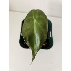 알로카시아 베놈 실버펄, 1개