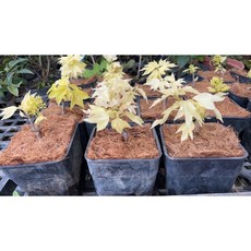 霏霏園藝 黃金銀楓盆栽 穩固四腳盆設計 居家園藝觀賞植物, 1個