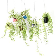 갑조네 미니화분 디시디아 칼라 화이트 행잉식물 먼지먹는식물 에어플랜트, 1개