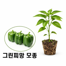 과육이 달달한 그린피망 모종, 6개