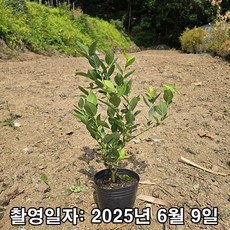 충주원예조경 / 블루베리 / 듀크 / 3년생 / 포트묘, 1개