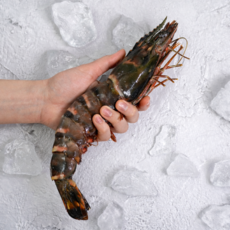 급속냉동 블랙타이거 새우 말레이시아 직수입 캠핑 홈파티, 1박스, 500g (12미)