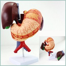 분리형 위 간 담낭 췌장 십이지장 장기 모형 해부 학습 관찰 인체 형태 병원 교구 인체모형 오장 의료기관