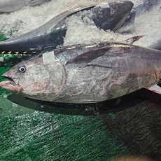 원물 150kg급 참다랑어 필렛 회 500g