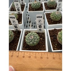 MC多肉園 嚴選仙人掌可愛區多肉植物盆栽，多款造型可選，療癒辦公室小物, 1個, 菊水