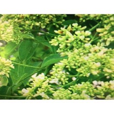 花梨木精油 30ml 分裝罐 台灣廠商 Aromatherapy Oil, 1個