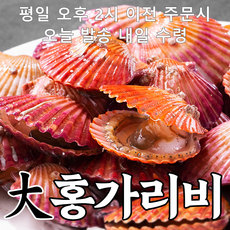 [당일조업] 대왕 세척 홍가리비 큰홍가리비 kg당 17-20미내외, 1개, 10kg