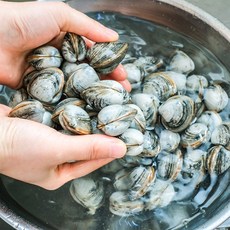 서해안 청적지역 동죽 1kg, 1개