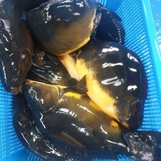 향어 살아있는 손질후 소자 중자 대자 매운탕 민물고기 청원민물고기직판장, 1마리, 1개, 향어 소 [25cm]