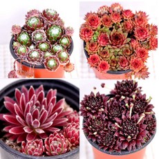 바위솔(중품) 거미줄바위솔 봉황바위솔 붉은바위솔 삼색이바위솔 솜틀바위솔 호랑이바위솔모음, 01. 분홍봉황바위솔(5), 1개