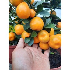金蛋蜜桔盆栽，開花結果中，適合居家種植與觀賞, 1個, 金蛋蜜桔盆栽