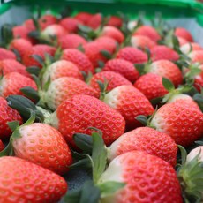 [마사팜] 당도와 식감이 금실딸기 설향딸기 산지직송 특대과 한정특가, 1박스, 설향딸기 700g (특 20-30과)