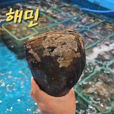 국내산 키조개 - 국내산 산지직송 자연산, 1개, 대 1미