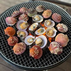 홍가리비 가리비 구이 찜 1kg 17미 내외, 1개, 1kg(17미 내외)