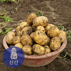 [신선상회] 26년 햇감자 수미 산지직송, 1개, 10kg (대)