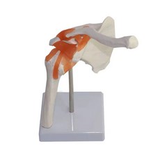 어깨관절모형 인체 학교 모델 해부학 교육 근육 견갑골 의료 정형외과 교구 인대 실습 골격 병원, A. 머