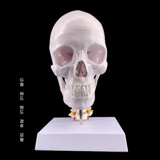 두개골 모형 분리 교구 가능 실습 머리뼈 교육 해부학 인체 교육용 골격 뼈, 4. H 하얀 두개골+경추뼈