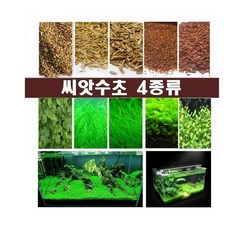 씨앗수초 수초씨앗 수초 전경수초 4종, 1번
