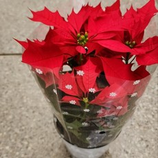 에이피플랜츠 포인세티아 중품 겨울 꽃 붉은 꽃 크리스마스 반려식물, 1개, 기본
