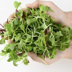 유앤오 유만종 농부의 유기농어린잎채소 (청경채 비타민) 1000g, 1개, 1kg