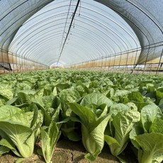 생 얼갈이 얼갈이배추 단배추 1kg 400g [원산지:국산], 1개