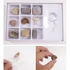 9종 화석 관찰 학습 지구과학 교보재 방과후학습 학습놀이 놀이 재료 도구