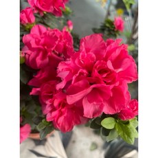 花花世界 重瓣杜鵑 玫瑰杜鵑5吋盆(紅花)- 開花茂密花色繽紛, 1個