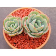 피치스앤크림 독일토분에 심어서 배송합니다. 로뎀다육, 1개, 계절에따라변화