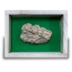 지학 교육용 실물 산호 화석 대형 표본 학습교재 과학교실 실험