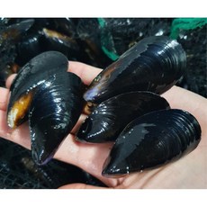 청정 통영 앞바다 홍합 3kg, 1