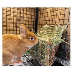 HiPet Sumi-CA 提摩西編織牧草架 兔子天竺鼠龍貓適用草編玩具磨牙啃食墊, 1個