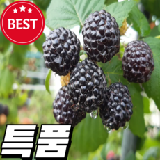 [특품엄선] 국산 토종 복분자, 1개, 1kg(특상)