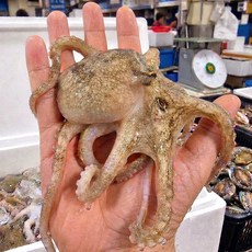 제철 봄 활 쭈꾸미 생물 주꾸미 알배기 알쭈꾸미, 1개, 활 쭈꾸미 1kg (암수랜덤)