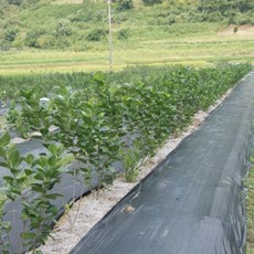 지구하자 농사용 제초 잡초 덮개 매트 60cm X 10M + 멀칭핀, 1개