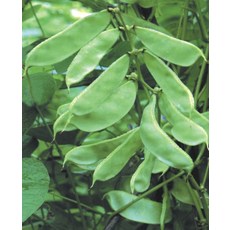 【野菜部屋】J22 白皮白花鵲豆種子 半斤 俗稱扁豆或肉豆, 1包