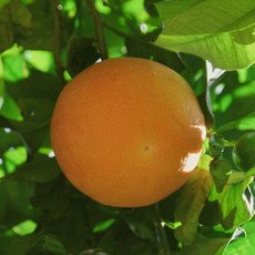 ALOHA-STORE 레드자몽 중대과 9kg 과일선물