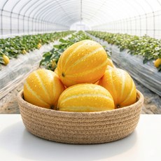 산지직송 고당도 성주 참외 소과, 1박스, 1kg