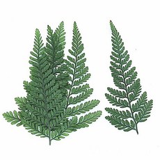 60pcs DIY 주얼리 엽서 초대장 카드 전화 케이스 케이스 잎을위한 건조 된 녹색 고사리 표초, 1개