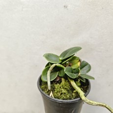 미니풍란~청옥환, 1개